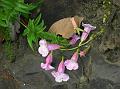 Chinese Trumpet Flower